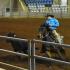 Volunteer Ranch Horse Fall Finale